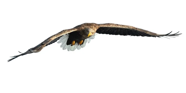 Adult Havsörn Flight Isolerat Vit Bakgrund Vetenskaplig Namn Haliaeetus Albicilla — Stockfoto