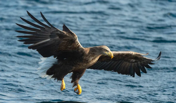Adult White Tailed Eagle Fishing Blue Ocean Scientific Name Haliaeetus — Stock Photo, Image