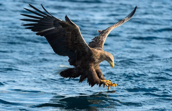 Adulto Águia Cauda Branca Pesca Oceano Azul Nome Científico Haliaeetus — Fotografia de Stock