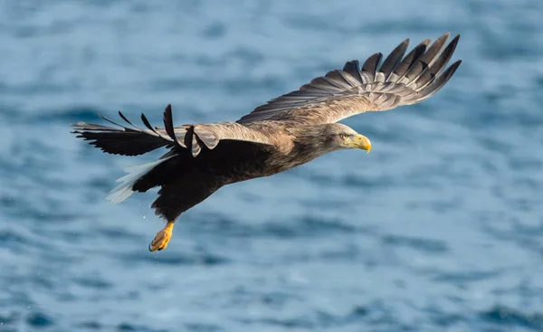 青い海で釣りで大人オジロワシ Haliaeetus アマオブネ として知られているの Ern アーン湖 灰色のワシ ユーラシアの海ワシ 自然の生息地 — ストック写真