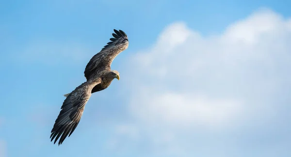 Ausgewachsene Seeadler Flug Über Blauen Himmel Wissenschaftlicher Name Haliaeetus Albicilla — Stockfoto