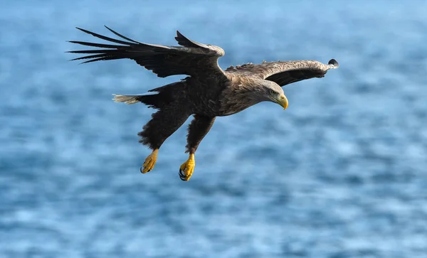 Mavi Okyanus Yetişkin Kuyruklu Kartal Balıkçılık Bilimsel Adı Haliaeetus Albicilla — Stok fotoğraf