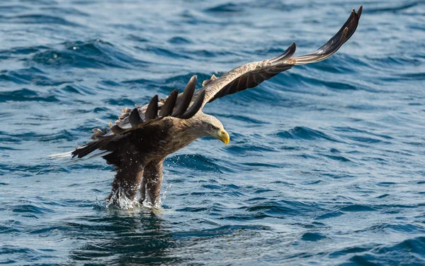 Adulto Águila Cola Blanca Pescando Océano Azul Nombre Científico Haliaeetus — Foto de Stock