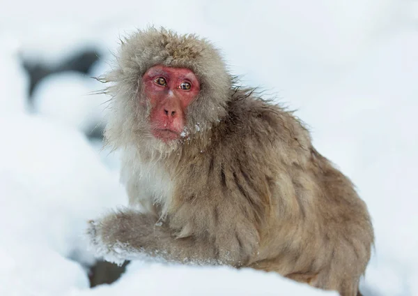 Снежная Обезьяна Снегу Зимний Сезон Японский Макак Научное Название Macaca — стоковое фото