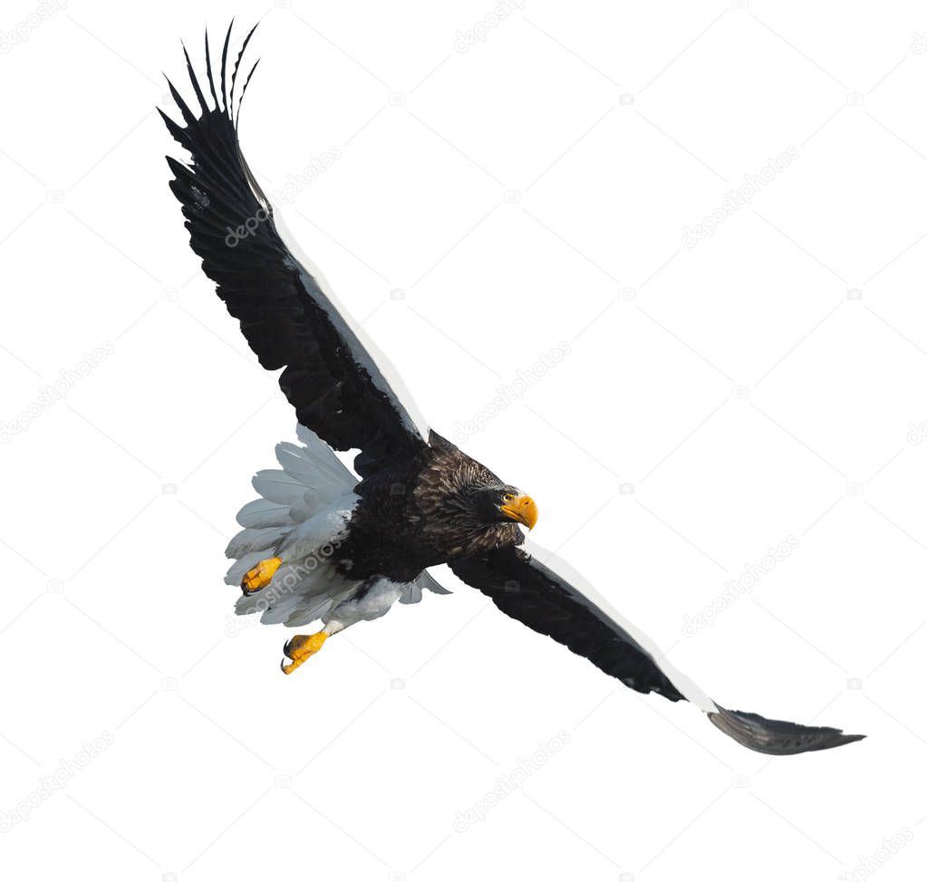 Adult Steller's sea eagle in flight. Front view. Scientific name: Haliaeetus pelagicus. Isolated on white background. 