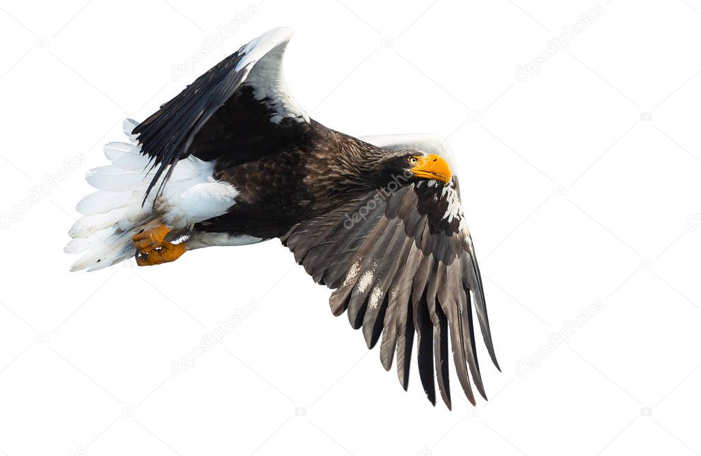 Adult Steller's sea eagle in flight isolated on white background. Scientific name: Haliaeetus pelagicus.