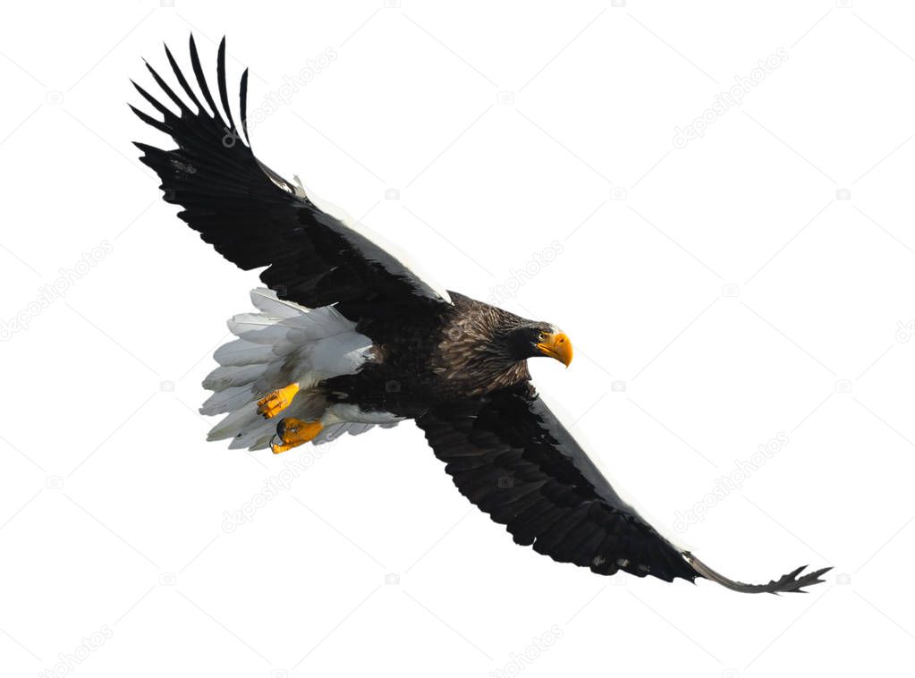 Adult Steller's sea eagle in flight isolated on white background. Scientific name: Haliaeetus pelagicus.