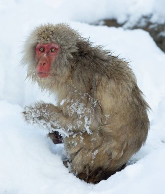 Kar üzerinde kar maymun. Kış sezonu. Japon makak (bilimsel adı: Macaca fuscata), kar maymun olarak da bilinen.