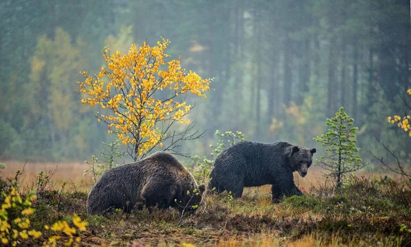 Бурые Медведи Болоте Осеннем Лесу Научное Название Ursus Arctos Природная — стоковое фото