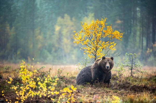 Ein Braunbär Auf Dem Moor Herbstlichen Wald Wissenschaftlicher Name Ursus — Stockfoto