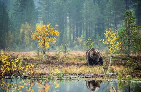 Бурый Медведь Болоте Осеннем Лесу Научное Название Ursus Arctos Природная — стоковое фото