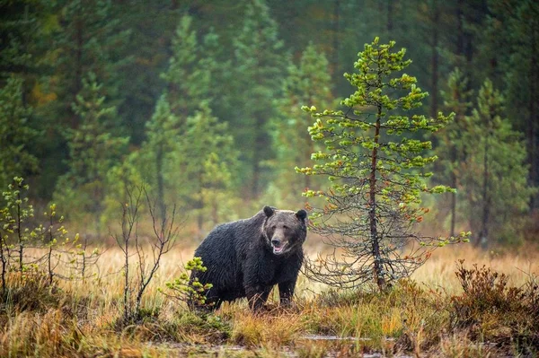 Bog Őszi Erdő Barnamedve Tudományos Név Ursus Arctos Természetes Élőhely — Stock Fotó