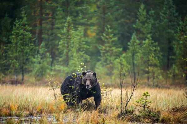 Medvěd Hnědý Záchod Podzimním Lese Vědecký Název Ursus Arctos Přírodní — Stock fotografie