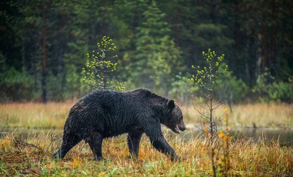 Бурый Медведь Болоте Осеннем Лесу Научное Название Ursus Arctos Природная — стоковое фото