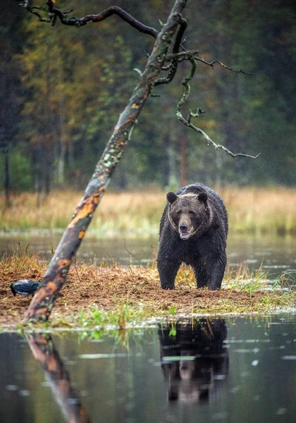 Бурый Медведь Болоте Осеннем Лесу Научное Название Ursus Arctos Природная — стоковое фото
