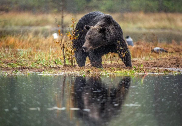 Бурый Медведь Болоте Осеннем Лесу Научное Название Ursus Arctos Природная — стоковое фото