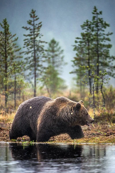 Бурый Медведь Болоте Осеннем Лесу Научное Название Ursus Arctos Природная — стоковое фото