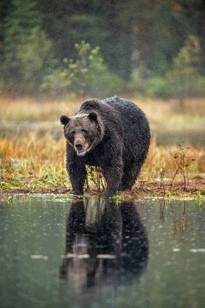 在秋天森林的沼泽上有一只棕熊 科学名称 乌尔苏斯阿尔克托斯 自然栖息地 秋季季节 — 图库照片