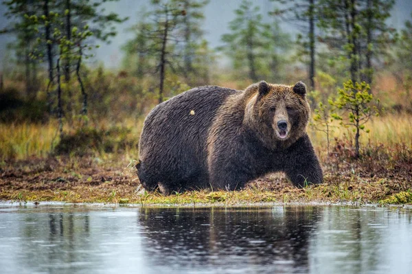 Бурый Медведь Болоте Осеннем Лесу Научное Название Ursus Arctos Природная — стоковое фото