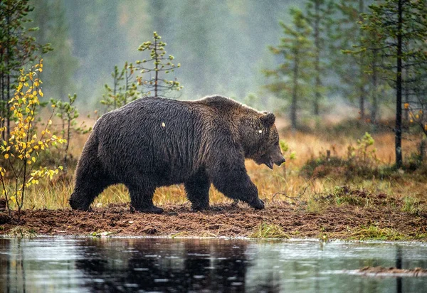 Urso Pardo Pântano Floresta Outono Nome Científico Ursus Arctos Habitat — Fotografia de Stock