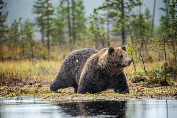 Niedźwiedź Brunatny Bog Lesie Jesienią Nazwa Naukowa Ursus Arctos Siedlisk — Zdjęcie stockowe