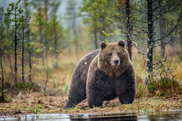 Μια Αρκούδα Καφέ Στην Ττε Στο Δάσος Φθινόπωρο Επιστημονική Ονομασία — Φωτογραφία Αρχείου