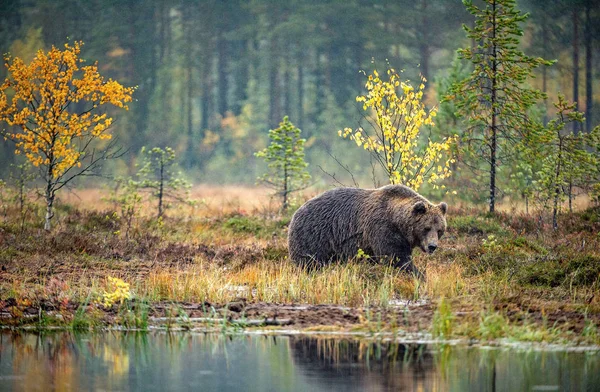 Ein Braunbär Auf Dem Moor Herbstlichen Wald Wissenschaftlicher Name Ursus — Stockfoto
