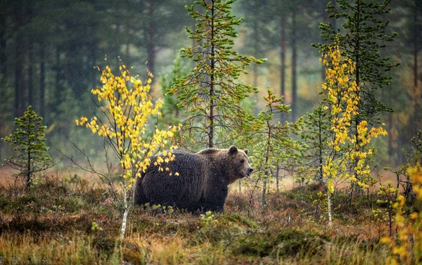 秋の森の沼でのヒグマ 科学的な名前 Ursus Arctos 自然の生息地 秋のシーズン — ストック写真