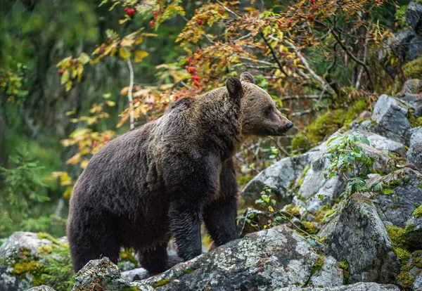 Adult Big Brown Bear Rocks Autumn Forest Scientific Name Ursus — Stock Photo, Image