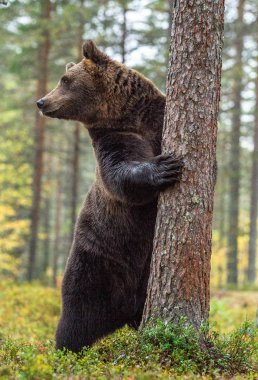 Beyaz çiçekler arasında sonbahar ormanın içinde onun arka ayakları üzerinde duran boz ayı. Önden görünüm. Doğal yaşam alanı. Boz ayı, bilimsel adı: Ursus arctos. Yaz sezonu.