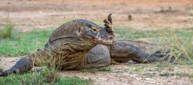 Komodo dragon Varanus komodoensis pençe kaldırdı. Doğal yaşam alanı. Ada Rinca. Endonezya.
