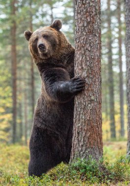 Beyaz çiçekler arasında sonbahar ormanın içinde onun arka ayakları üzerinde duran boz ayı. Önden görünüm. Doğal yaşam alanı. Boz ayı, bilimsel adı: Ursus arctos. Yaz sezonu.