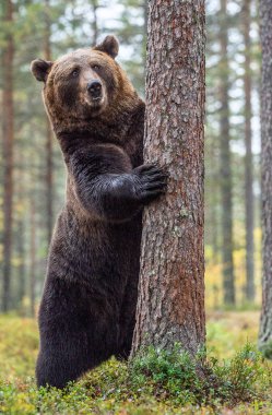 Beyaz çiçekler arasında sonbahar ormanın içinde onun arka ayakları üzerinde duran boz ayı. Önden görünüm. Doğal yaşam alanı. Boz ayı, bilimsel adı: Ursus arctos. Yaz sezonu.
