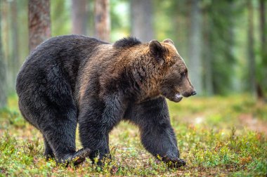 Boz ayı sonbahar ormanın içinde. Bilimsel adı: Ursus arctos. Doğal yaşam alanı.