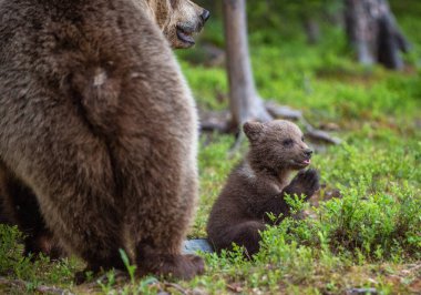 O ayı ve yavru yaz ormanın içinde. Bilimsel adı: Ursus arctos. Doğal arka plan. Doğal yaşam alanı. Yaz sezonu.
