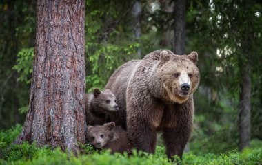 O ayı ve yavrularını yaz ormanın içinde. Bilimsel adı: Ursus arctos. Doğal arka plan. Doğal yaşam alanı. Yaz sezonu.