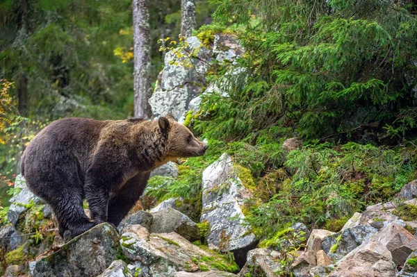 Pro Dospělé Velký Hnědý Medvěd Skalách Podzimním Lese Vědecký Název — Stock fotografie