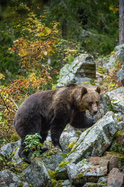Дорослий Великий Коричневий Ведмідь Скелях Осінньому Лісі Наукова Назва Sus — стокове фото