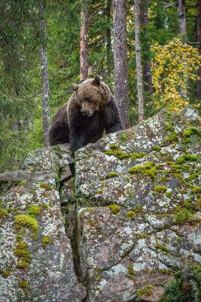 Взрослый Большой Коричневый Медведь Скалах Осеннем Лесу Научное Название Ursus — стоковое фото