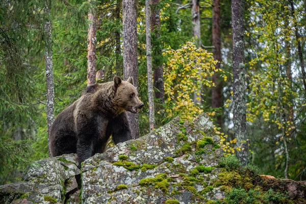 Взрослый Большой Коричневый Медведь Скалах Осеннем Лесу Научное Название Ursus — стоковое фото