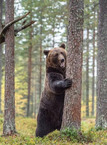 Brown bear standing on his hind legs in the autumn forest among white flowers. Front view. Natural Habitat. Brown bear, scientific name: Ursus arctos. Summer season.