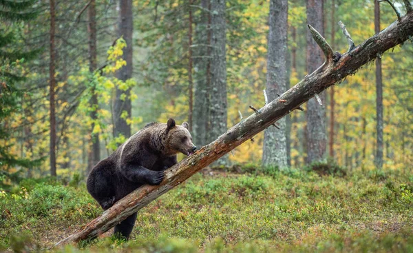 Urso Marrom Suas Patas Traseiras Floresta Outono Entre Flores Brancas — Fotografia de Stock