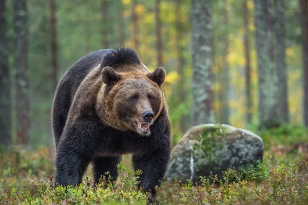 숲에서 브라운 곰입니다 과학적인 Arctos — 스톡 사진