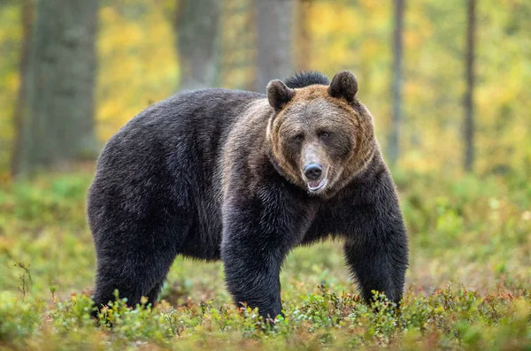Oso Pardo Bosque Otoño Nombre Científico Ursus Arctos Hábito Natural — Foto de Stock