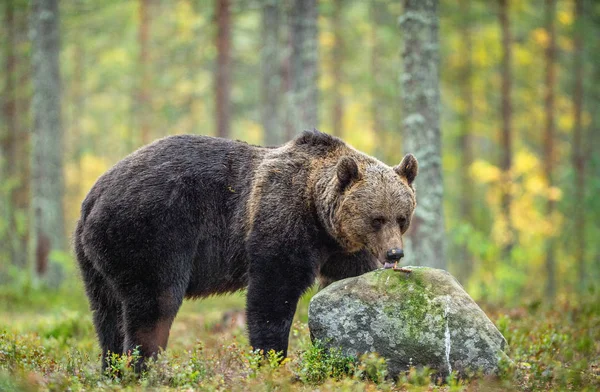 Orso Bruno Nella Foresta Autunnale Nome Scientifico Ursus Arctos Habitat — Foto Stock