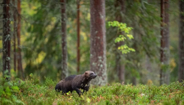Wolverine Nella Natura Selvaggia Habitat Naturale Glutton Carcajou Skunk Bear — Foto Stock