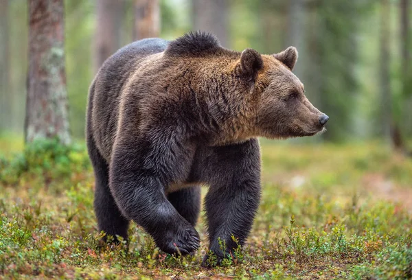 秋の森でヒグマ 科学的な名前 Ursus Arctos 自然の生息地 — ストック写真