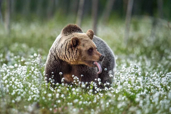 Медведь Высунул Язык Летнем Лесу Болоте Среди Белых Цветов Естественная — стоковое фото