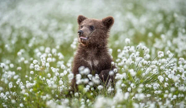 Brown Bear Cub Las Lato Wśród Białych Kwiatów Nazwa Naukowa — Zdjęcie stockowe