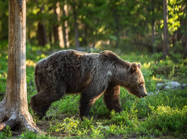 Barna Medve Séta Nyári Erdőben Tudományos Név Ursus Arctos Természetes — Stock Fotó